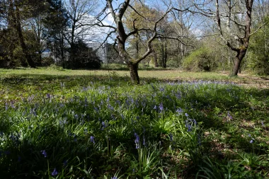 Parc du Limancet St Medard parterre de fleur 4.